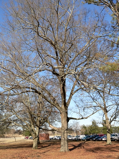{Quercus imbricaria}